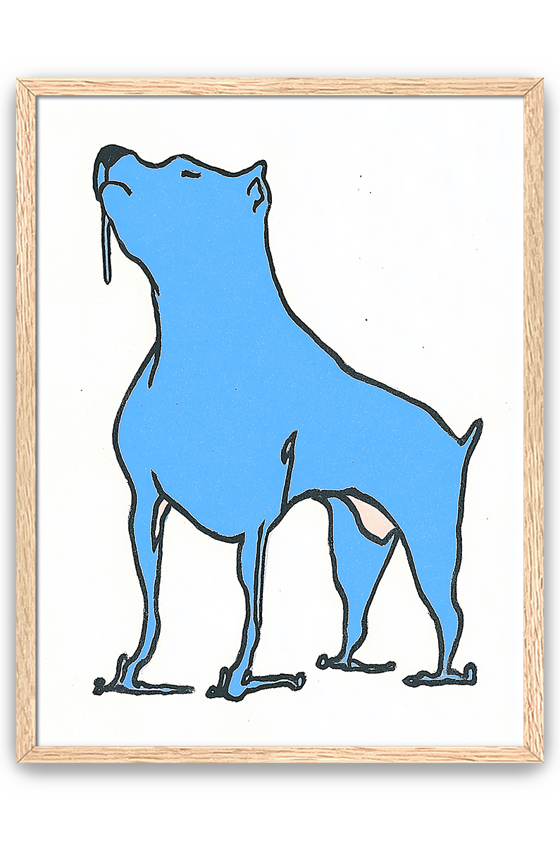 blue dog