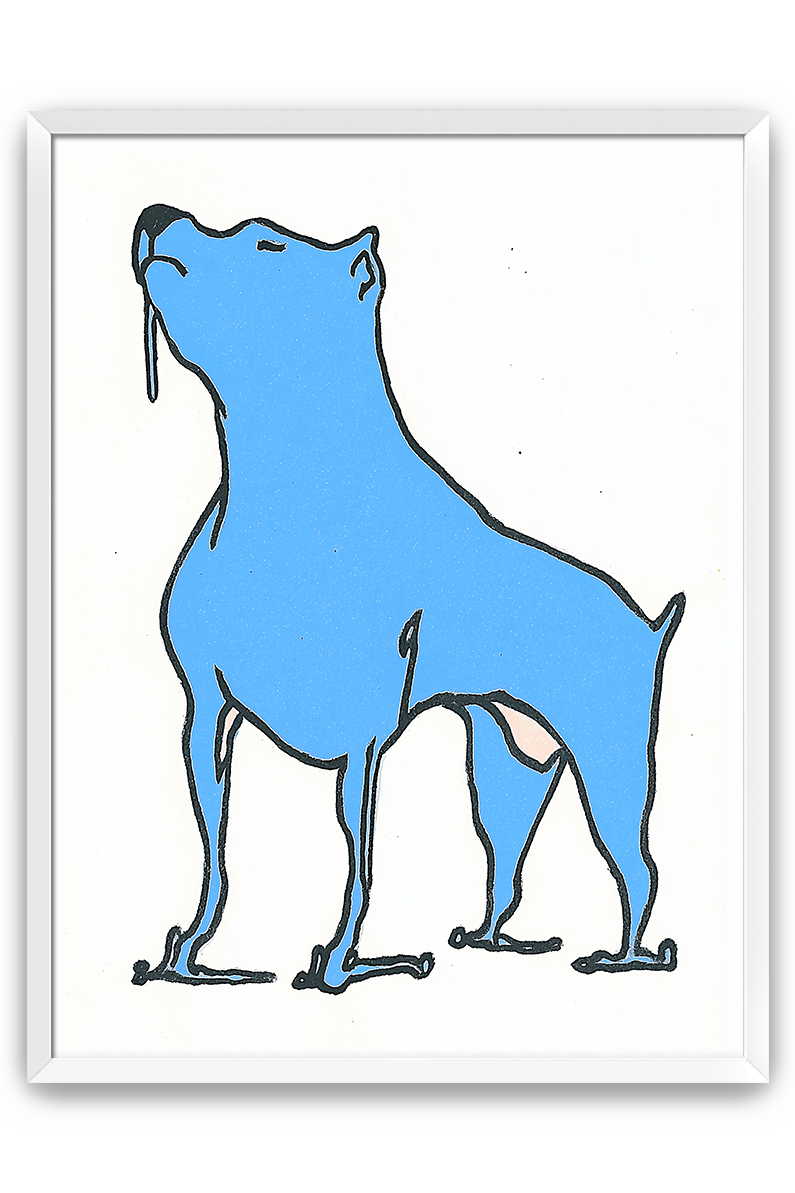 blue dog